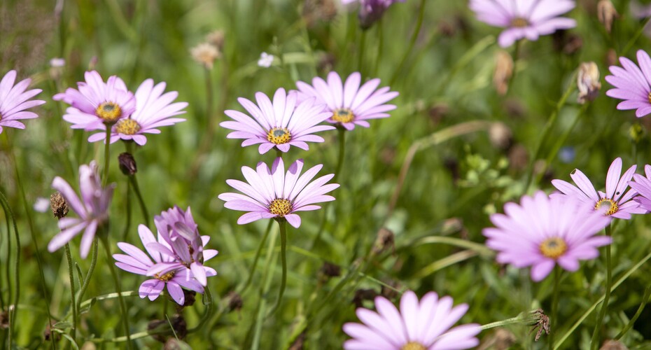 Pink flowers in a meadow of grass